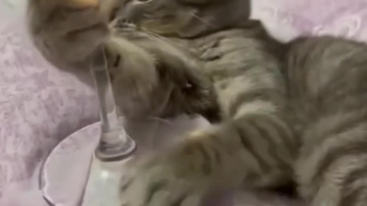 Fat Cat Stuck Again | Adorable & Funny Moments π π±
