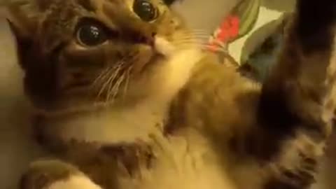 Cute Cats ☺️ Funny Cat Videos