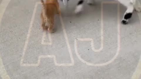 Funny video