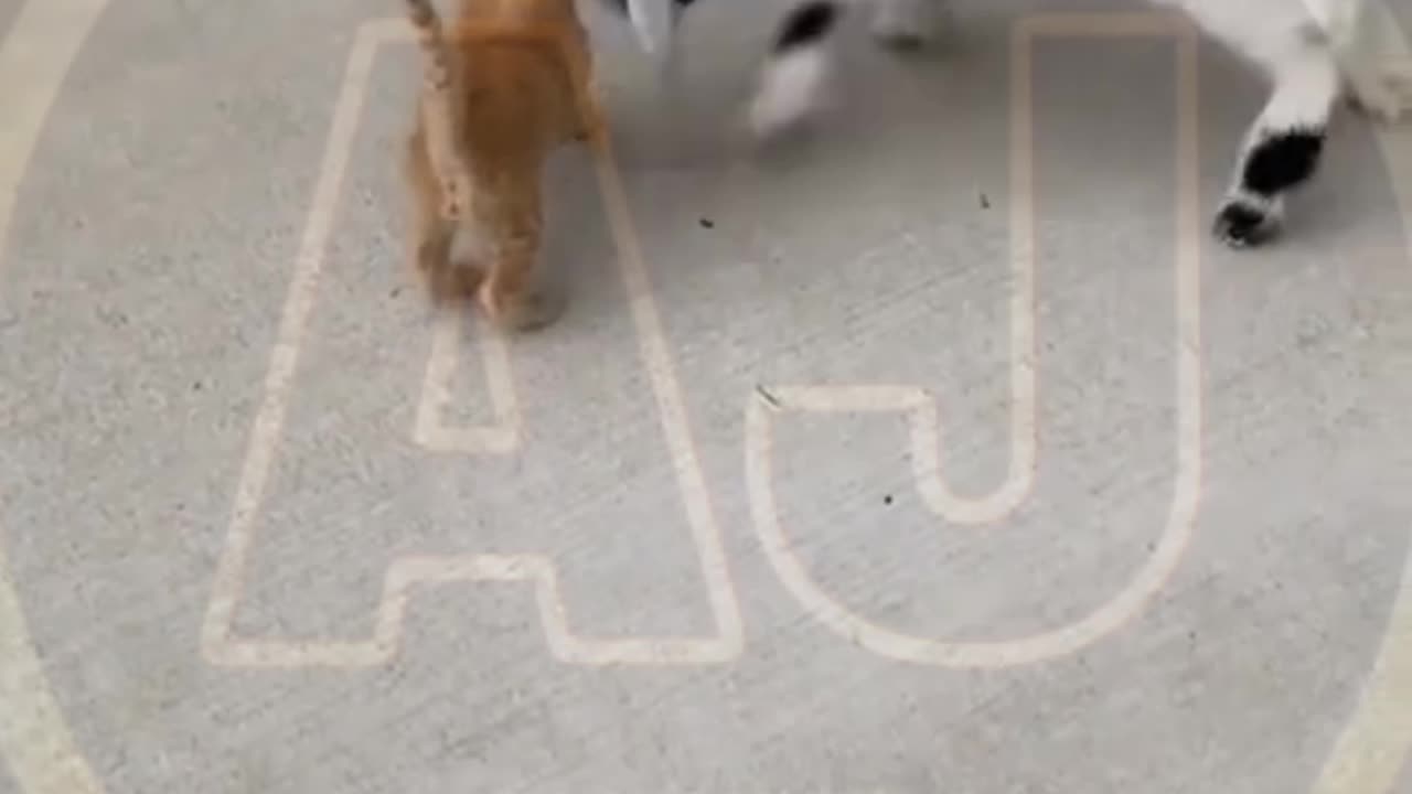 Funny video