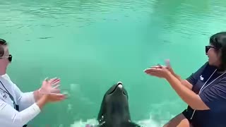 Kind people rescued a dolphin tangled in plastic waste