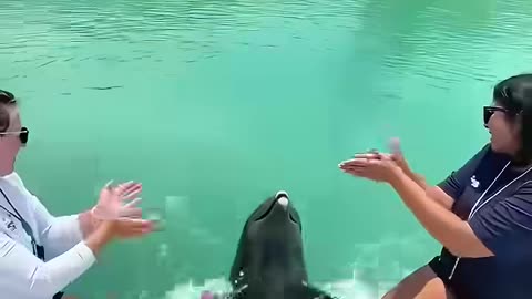 Kind people rescued a dolphin tangled in plastic waste