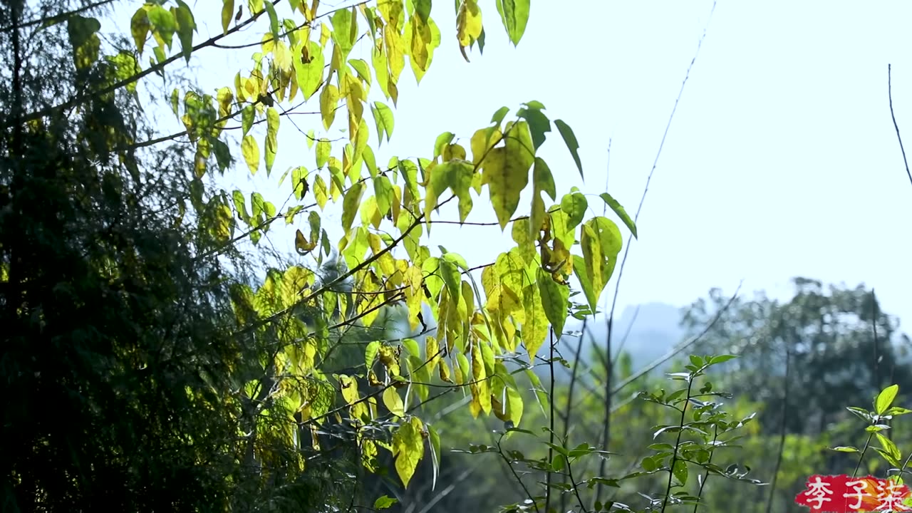 In the cold winter,eat ginger,can warm the whole day