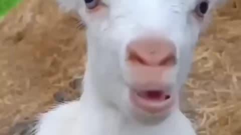 Baby çow vs goat sounds