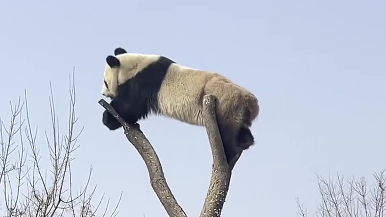 "Panda Gets Scared of Tiny Things! 😂🐼 Too Funny!"