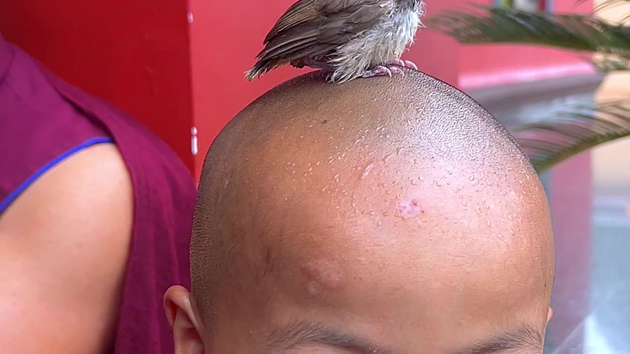 Bird Gets Fed on Little Monk's Head