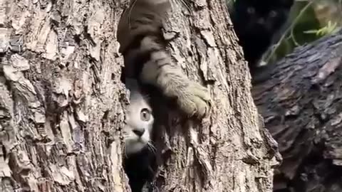 😂 You Won't Believe How Kittens Are Born! | FunFM