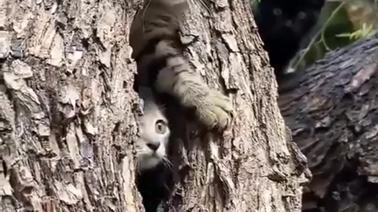 😂 You Won't Believe How Kittens Are Born! | FunFM