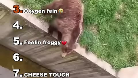 Funny Animal Videos