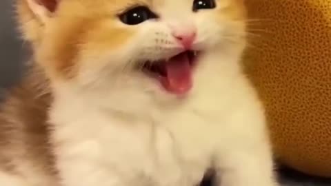 cute pet - cute cat - pretty cats