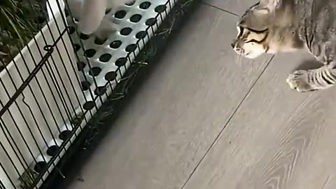 The funny cat has met a competition rabbit for the first time