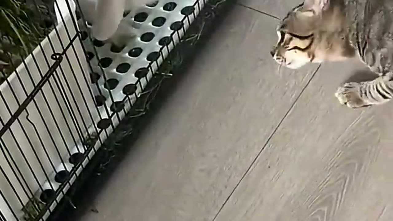 The funny cat has met a competition rabbit for the first time