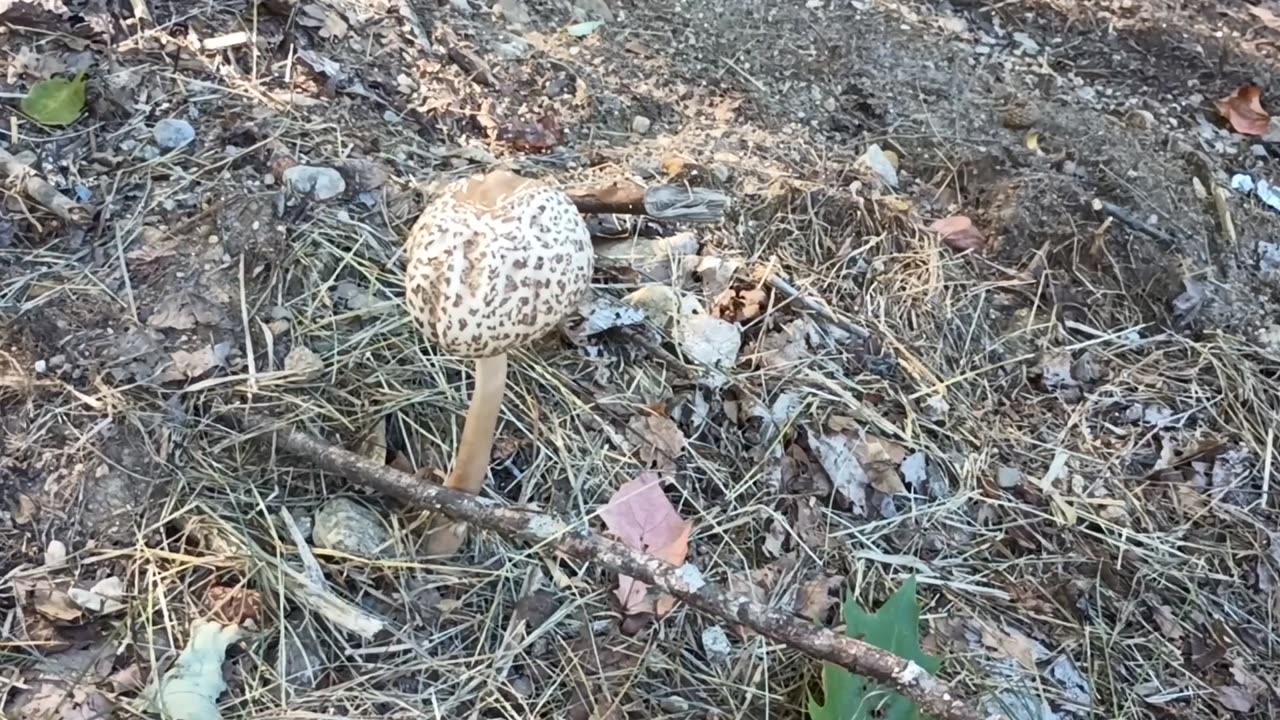 Mushroom