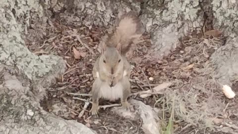 More squirrels at the park