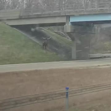 Longhorn bull running loose alongside I-70 in Indiana over the weekend.
