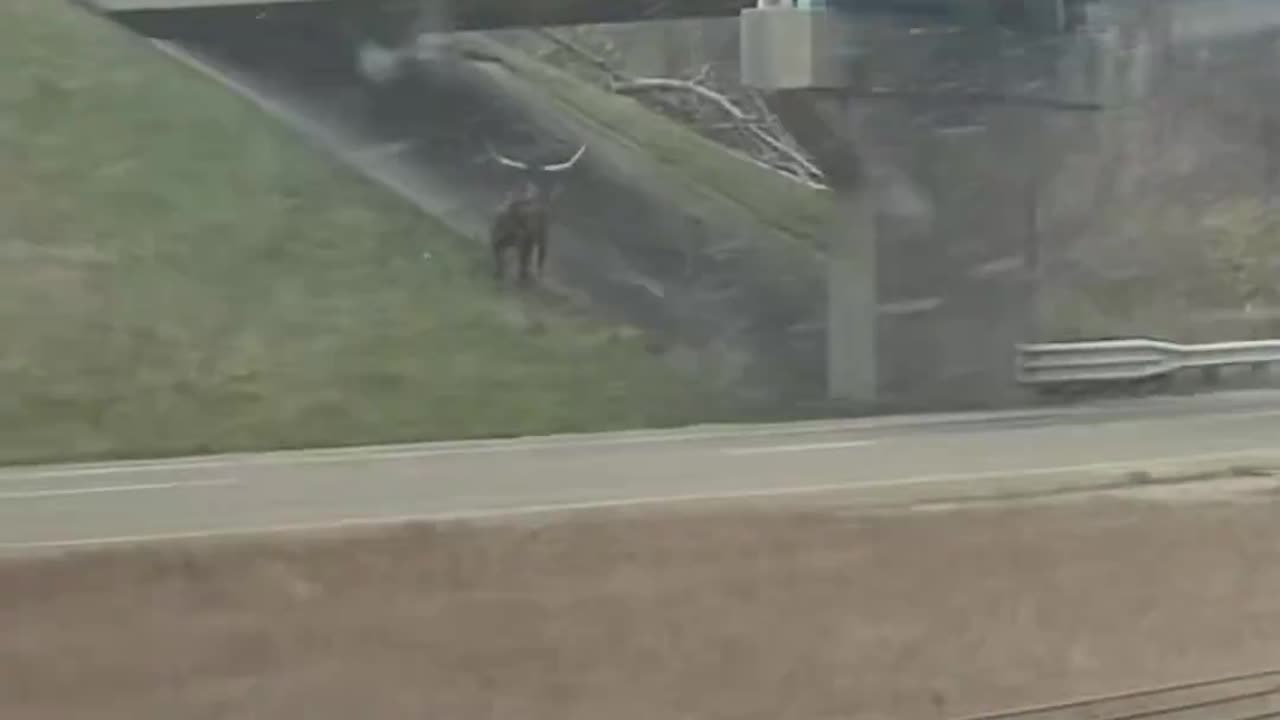 Longhorn bull running loose alongside I-70 in Indiana over the weekend.