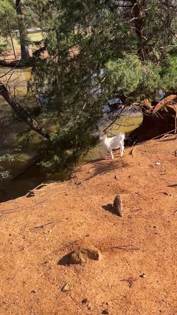 Is there anything worse than a baby goat that is smarter than I am?