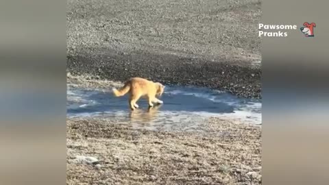 Cats vs Dogs: Who’s Funnier? 😹🐶 Hilarious Animal Moments Compilation