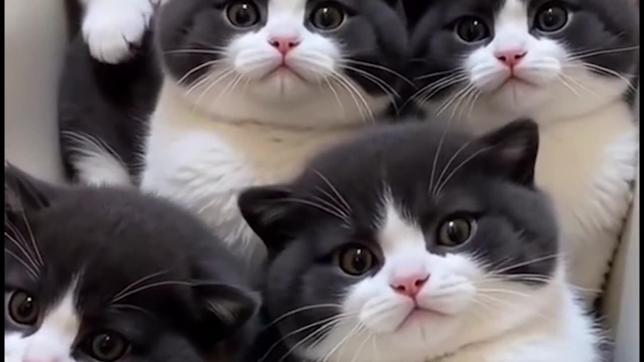 Not in the box again - So Cute!