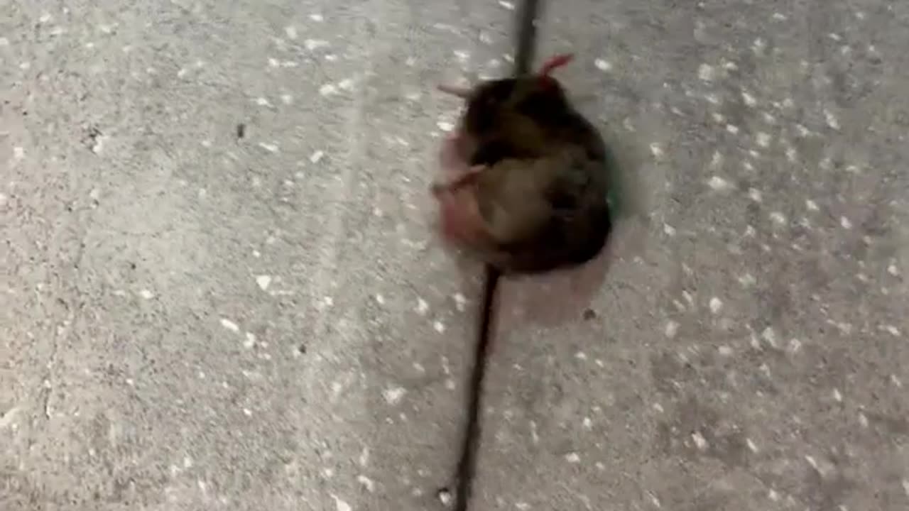 Moving a Little Lost Mole to a Safe Location