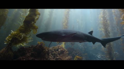 David Attenborough: Świat oceanów