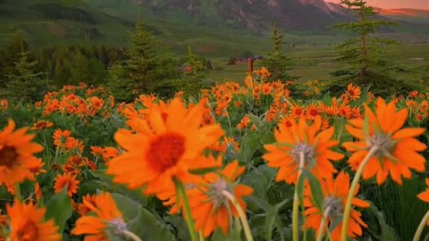 Beauty of Nature
