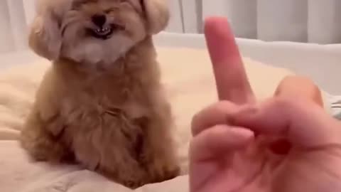 Funny pets