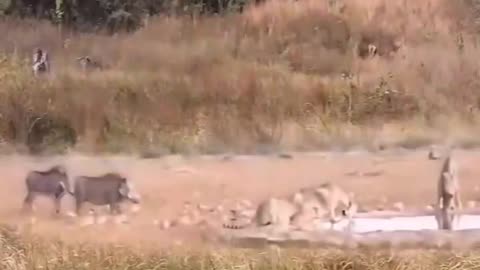Animal