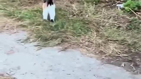 Cartoon Cat vs Dog – Who’s the Real Boss