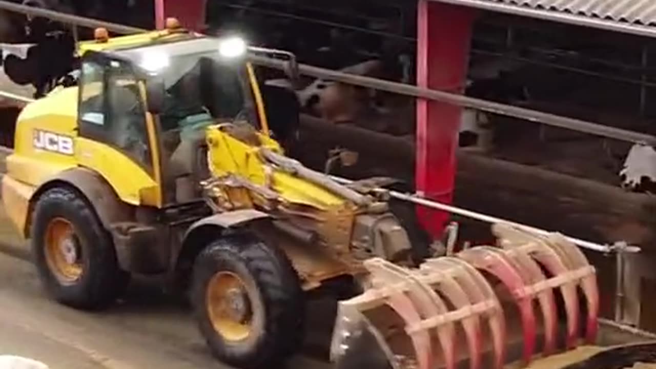 "Clean Cow, Clean Milk! 🧼🥛"