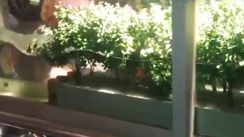 Scale model showing how mangrove forests stop waves damaging the coast.