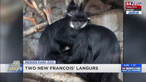 Mesker Park Zoo welcomes two new langurs, Kimly and Tashi