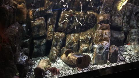 Aquarium (Genoa, Liguria, Italy)