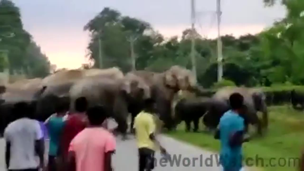 Peaceful elephants crossing when pajeets throw stones at ...