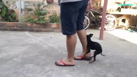 CACHORRO PINSCHER NÃO PODE VER UM CALCANHAR DE AQUILES