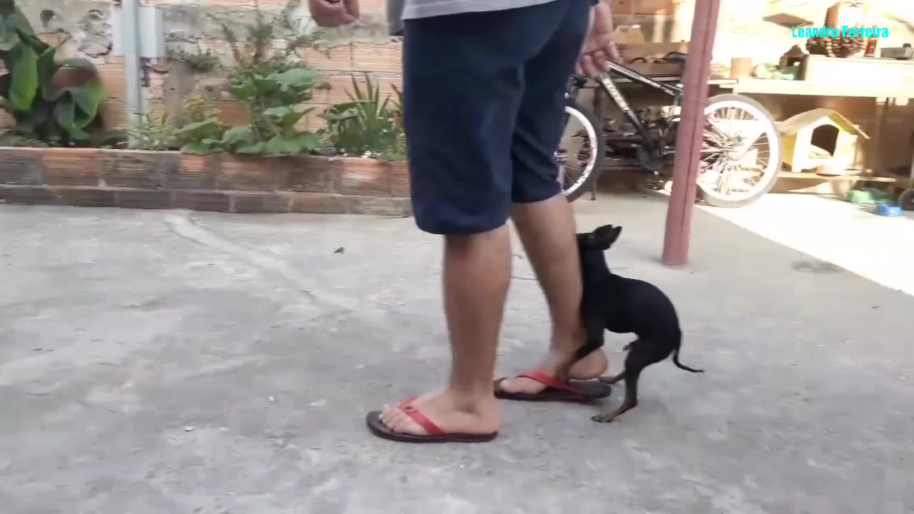 CACHORRO PINSCHER NÃO PODE VER UM CALCANHAR DE AQUILES