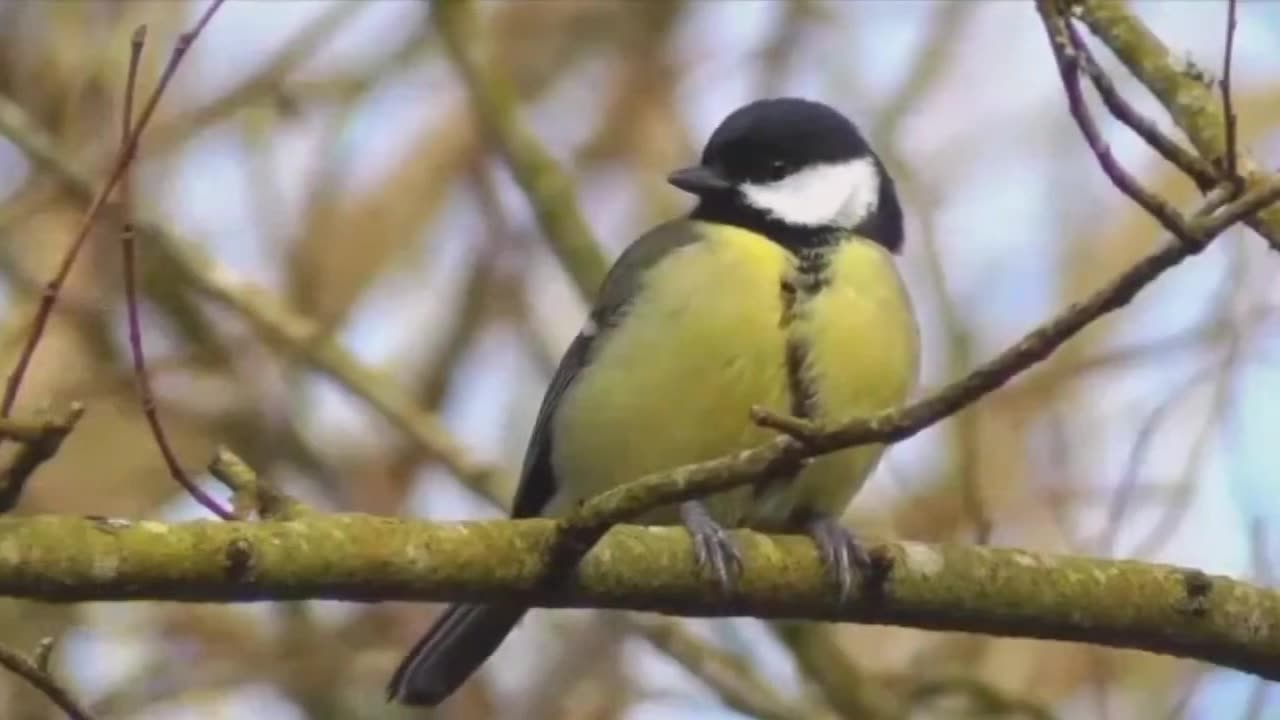 The Very Last Early Bird Show