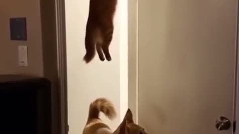 😂🐾 You Won't Believe This Mission Impossible Animal Fail! | FunFM
