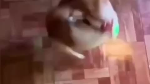 Party animal!