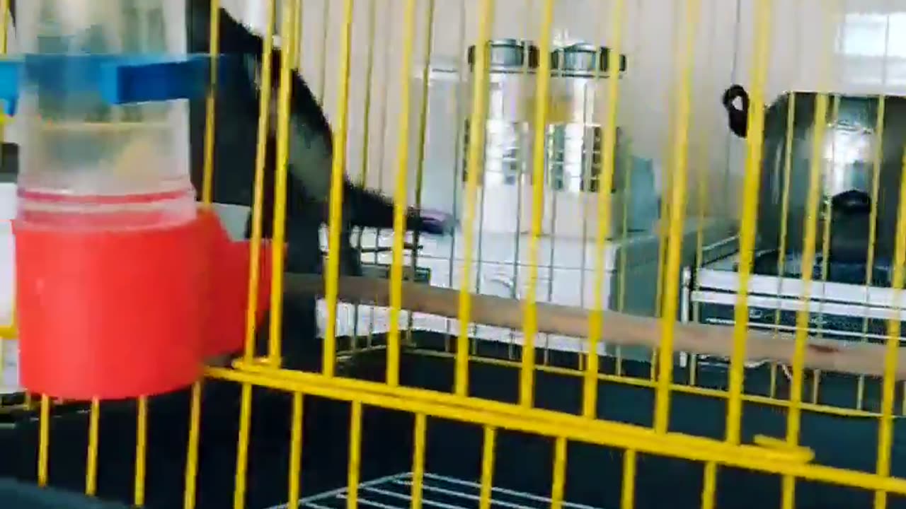 When I scream