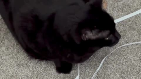 Cute Precious Piper Protects Her Toys - Adopting a Cat from a Shelter Vlog #shorts