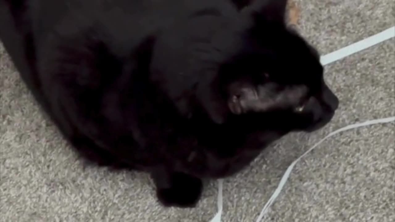 Cute Precious Piper Protects Her Toys - Adopting a Cat from a Shelter Vlog #shorts