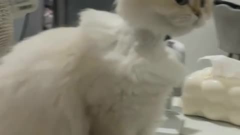 cat haircuts