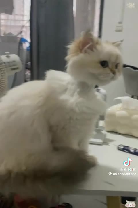 cat haircuts