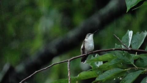 Nature and Animals