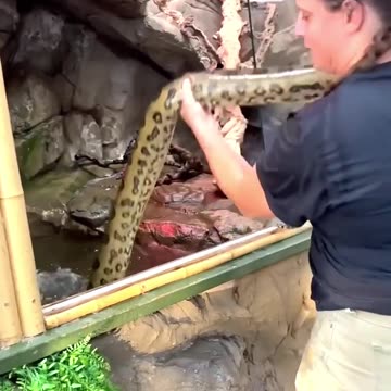 Anaconda Surprise at the Zoo!