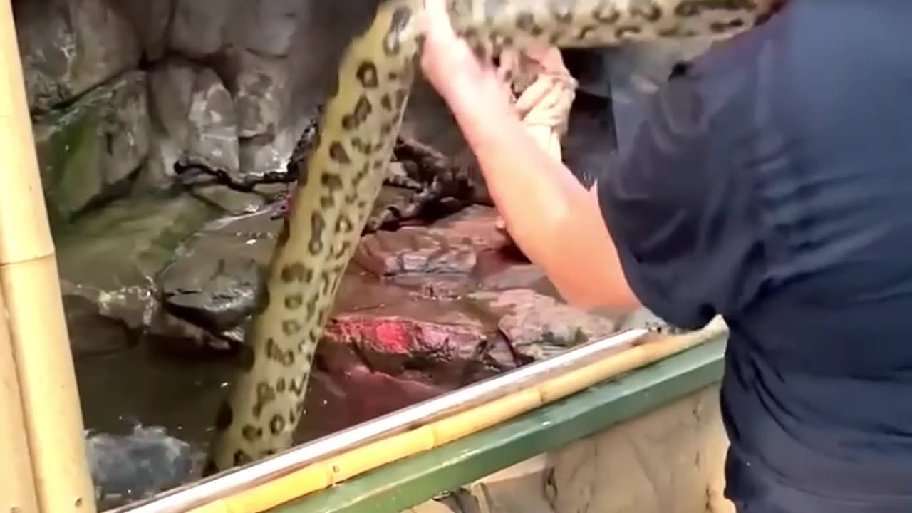 Anaconda Surprise at the Zoo!