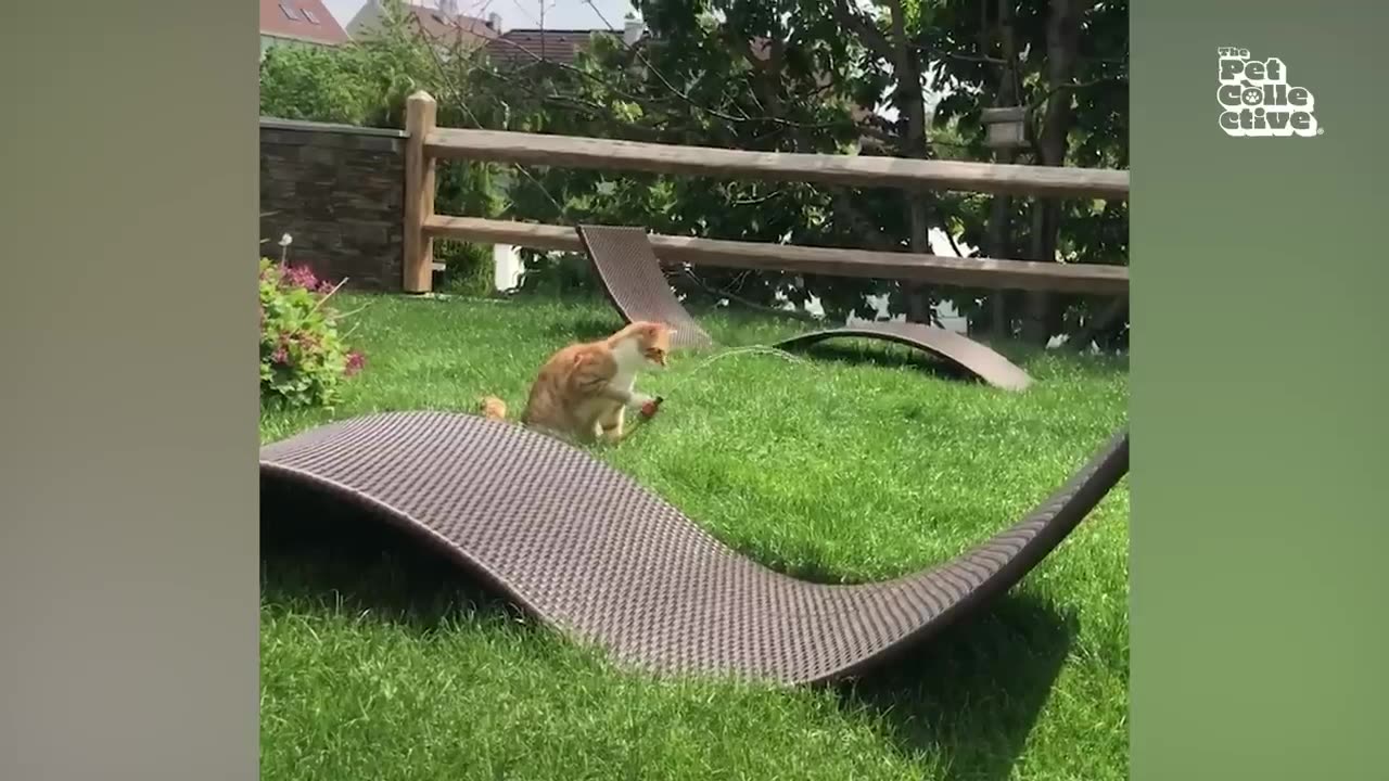 FUNNY Pets | Hilarious Animals Compilation 2025