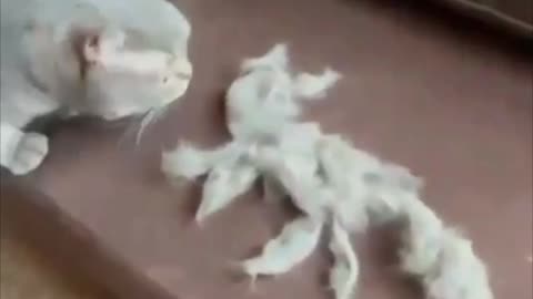 Cat boots