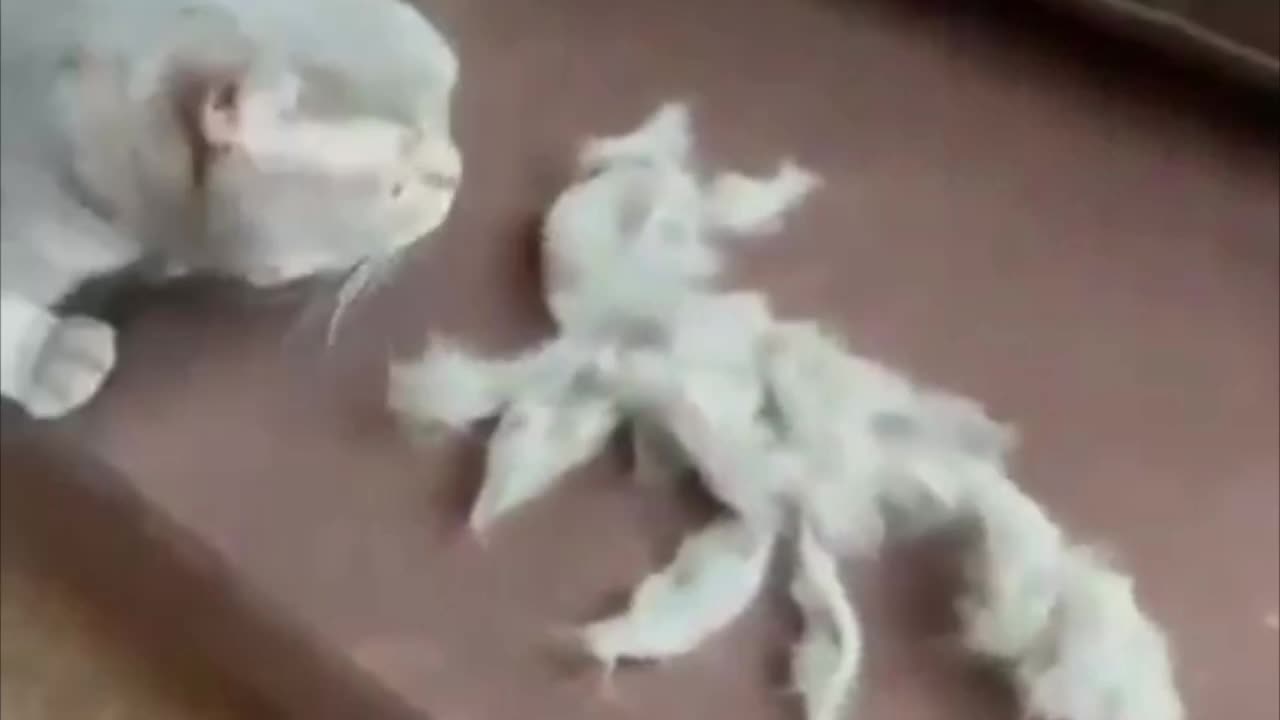 Cat boots